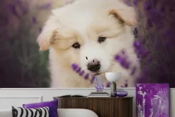 Obraz: Mały biały pies wśród pola lawendy