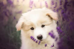 Obraz: Mały biały pies wśród pola lawendy