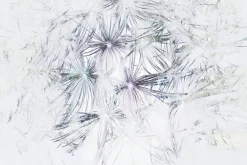 Obraz: Nasiona dmuchawca mniszka lekarskiego w stylu akwarelowym roślinny