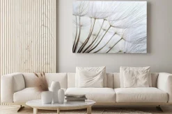 Obraz: Nasiona dmuchawca w dużym zbliżeniu