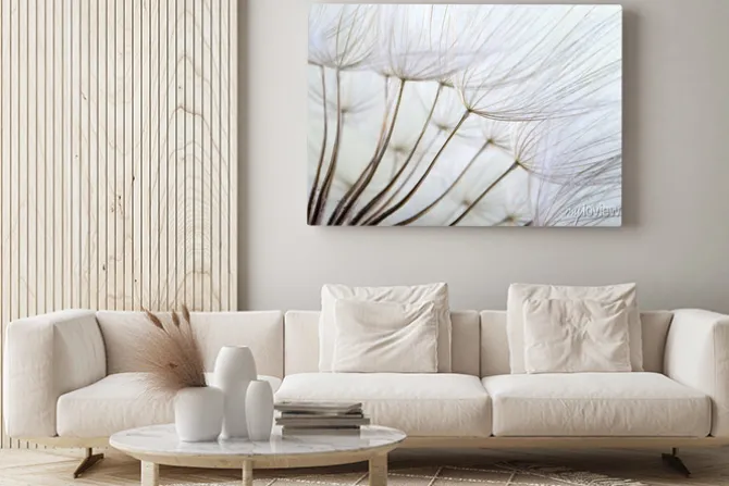 Obraz: Nasiona dmuchawca w dużym zbliżeniu