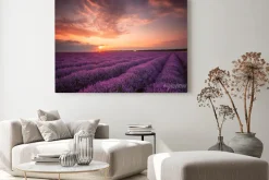Obraz: Oszałamiający krajobraz z lawendowego pola na zachodzie słońca
