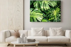 Obraz: Piękne zielone liście tropikalne monstera