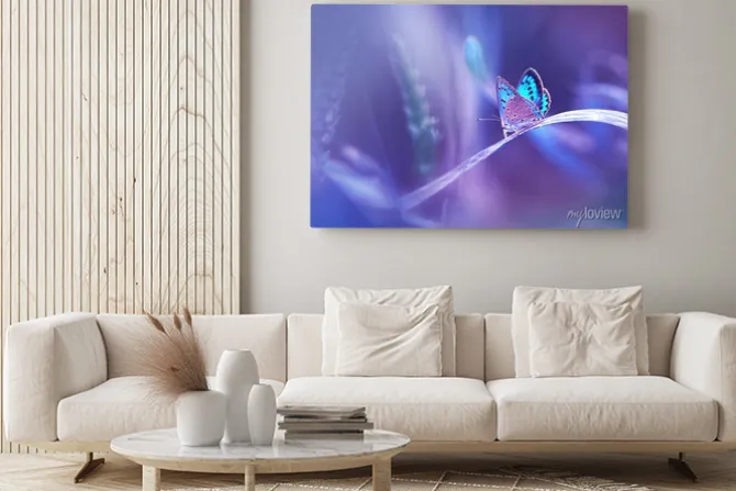 Obraz: Piękny niebieski motyl na źdźbło trawy w przyrodzie z miękkim