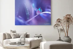 Obraz: Piękny niebieski motyl na źdźbło trawy w przyrodzie z miękkim