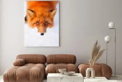 Obraz: Portret rudego lisa w zimie