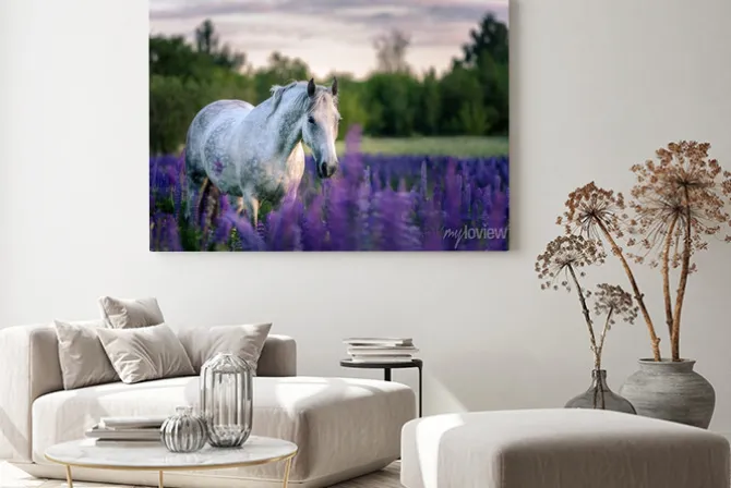 Obraz: Portret szarego konia wśród kwiatów łubinu
