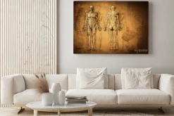 Obraz: Rysunek anatomiczny mężczyzny z widokiem z tyłu i przodu