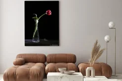 Obraz: Samotny tulipan