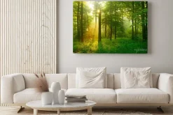 Obraz: Słońce wpadające do lasu
