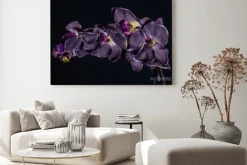 Obraz: Violet orchid flower on black background close up..