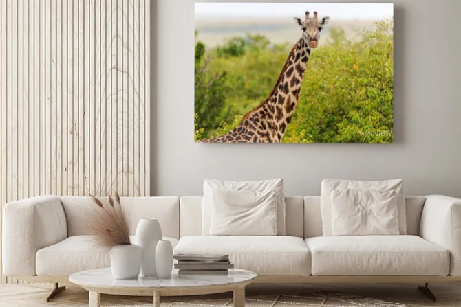 Obraz: Żyrafa