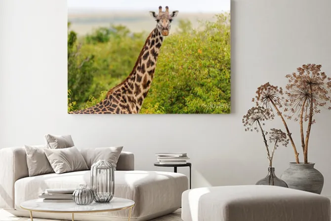 Obraz: Żyrafa