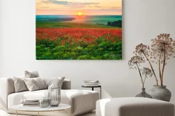 Obraz: Zachód słońca nad łąką pełną maków