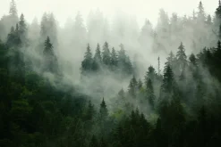 Obraz: Zielone drzewa iglaste pokryte mgłą