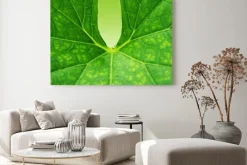Obraz: Zielony liść w tle