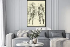 Plakat: Anatomia człowieka ilustracja w stylu starej ryciny