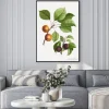 Plakat: Apricots and plums