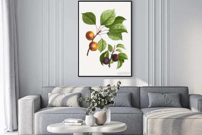 Plakat: Apricots and plums
