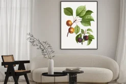 Plakat: Apricots and plums
