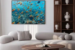 Plakat: Ławica anthias ryb na rafie koralowej