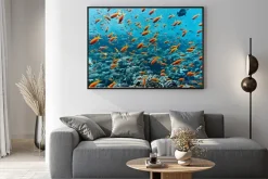 Plakat: Ławica anthias ryb na rafie koralowej