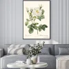 Plakat: Biała róża w stylu botanicznej grafiki