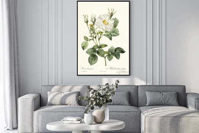 Plakat: Biała róża w stylu botanicznej grafiki