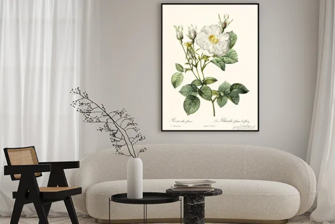 Plakat: Biała róża w stylu botanicznej grafiki