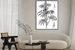 Plakat: Cannabis sativa male tree botanical vintage engraving illustration