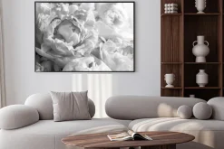 Plakat: Czarno-białe piwonie kwiaty fotografia z bliska