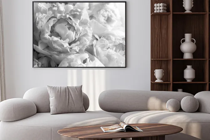 Plakat: Czarno-białe piwonie kwiaty fotografia z bliska