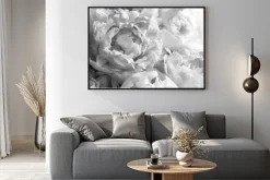 Plakat: Czarno-białe piwonie kwiaty fotografia z bliska
