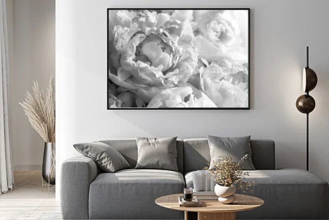 Plakat: Czarno-białe piwonie kwiaty fotografia z bliska