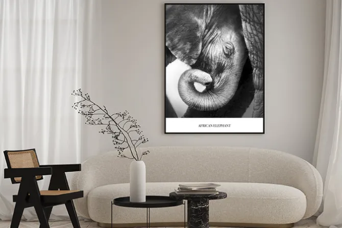 Plakat: Czarno-biały portret małego słonia