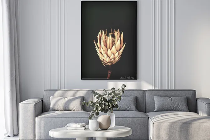 Plakat: Dried exotic flowers protea on black background closeup vintage