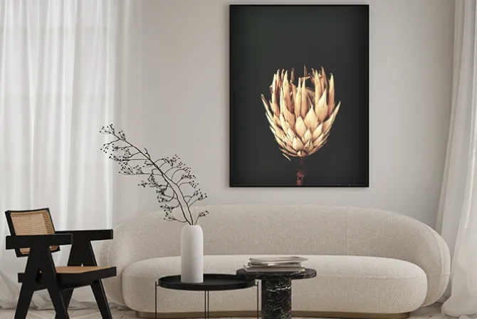 Plakat: Dried exotic flowers protea on black background closeup vintage