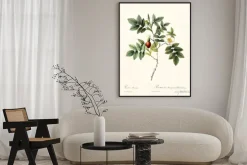 Plakat: Dzika różna na ilustracji botanicznej
