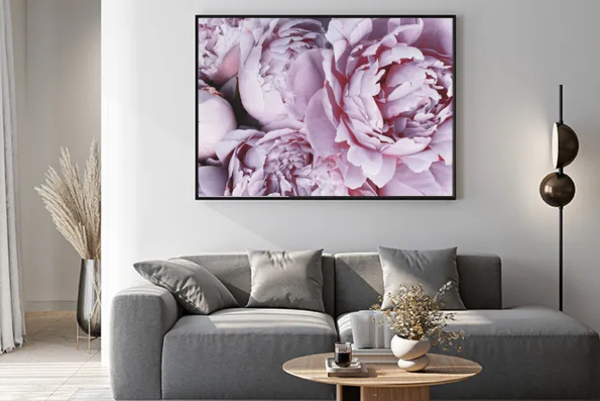 Plakat: Fioletowe kwiaty piwonie w rozkwicie