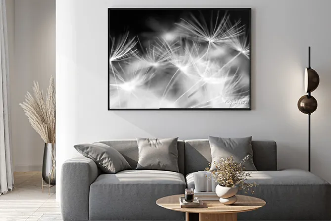 Plakat: Fotografia czarno biała nasion dmuchawca