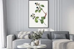 Plakat: Gałązki jeżyny stylizowane na dawny rysunek botaniczny