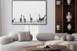 Plakat: Grupa żyrafy w sawanny. kenia. tanzania. wschodnia afryka. doskonałą