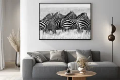 Plakat: Grupa zebry na sawannie. kenia. tanzania. park narodowy. serengeti.