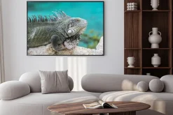 Plakat: Iguana w playa lagun, curaçao