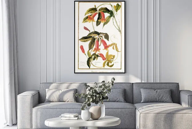 Plakat: Ilustracja / bignonia capreolata / bignone pl vrille