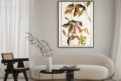 Plakat: Ilustracja / bignonia capreolata / bignone pl vrille