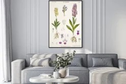 Plakat: Ilustracja / orchis sambucina / orchis sureau