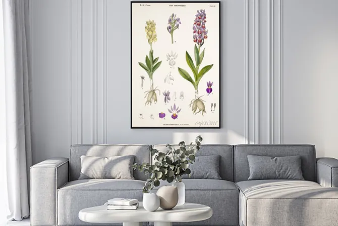 Plakat: Ilustracja / orchis sambucina / orchis sureau