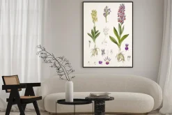 Plakat: Ilustracja / orchis sambucina / orchis sureau