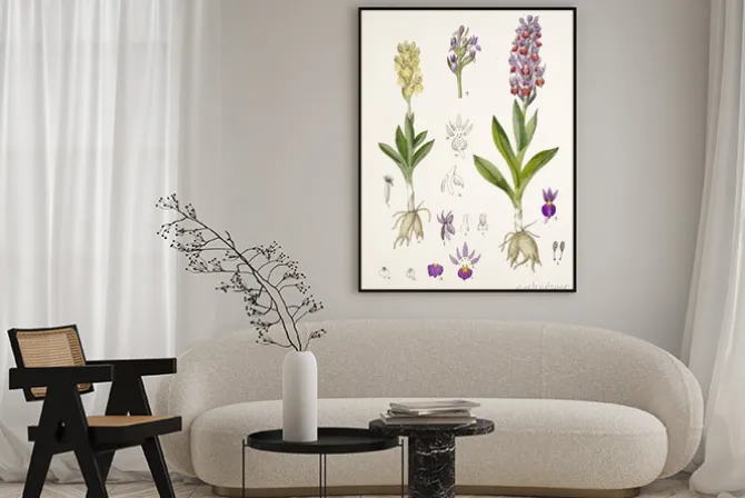 Plakat: Ilustracja / orchis sambucina / orchis sureau